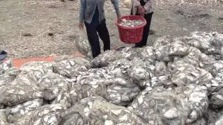 Vietnam, Mui Ne, Fish market - Part 1