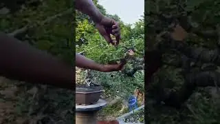 CUKUR LOA #bonsai