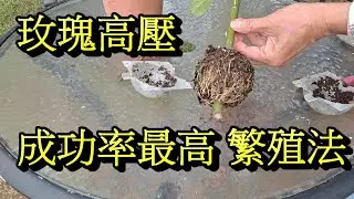 選對季節 用對方法  玫瑰高壓很快1棵變2棵