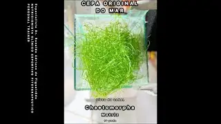 COMO A MACRO ALGA CHAETOMORPHA REDUZ O CO2 e eleva o ph .