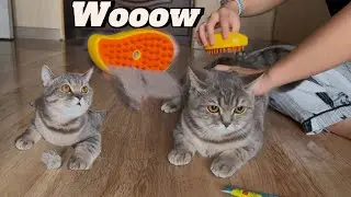 British Shorthair Cat Grooming Routine with Brush! 🐱✨