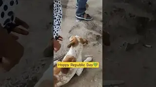 Happy #Republic Day Protect our stray dogs with kindness, food, water & respect🙏🏼 #StrayDogs #india