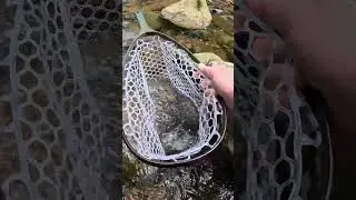 Native Brook Trout on Fly #fishing #trout #appalachia #flyfishing #nature