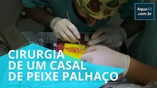 Two complex surgeries saved the life of this Longfin Clownfish (Amphiprion ocellaris)