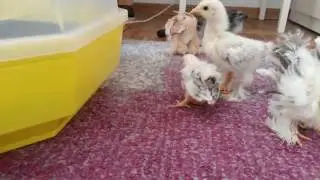 Meine Glucken mit ihren Küken!!
