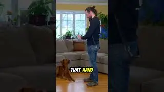 Как научить собаку команде &laquo;Сидеть&raquo; 🐕