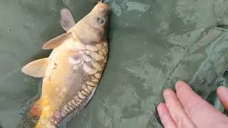 Un ciortan de toamnă t&acirc;rzie   ce sa  delectat din peleți Feeder Bait 🫠💪😉!(1)