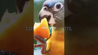 Amazonia Guildingi Parrot 🦜