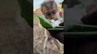 Little monkey eating dessert