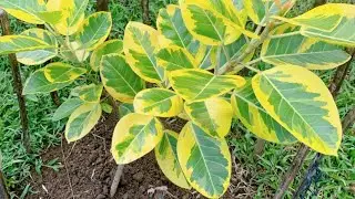 Our secret to maintain healthy, lush and more vibrant variegated plants