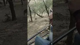 Ranthambore National park tiger city for sawai madhopur