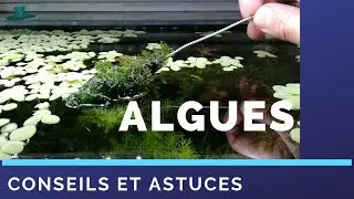 algues filamenteuses comment s'en d&eacute;barrasser. ( tuto ) .