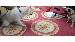 Cheeku Pug Dog fight with Pomeranian Dog 🐕😱|| Life of Pug
