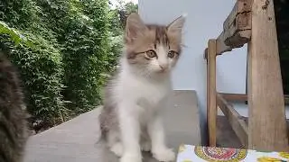All Cats Are Beautiful 