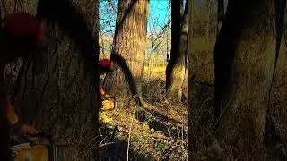 #shorts SAWING TREES IN THE BIG FOREST
