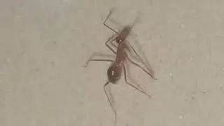 ant cleaning legs after eating #shorts #nature #ants