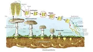 CICLO DE VIDA DE UN BASIDIOMYCETE
