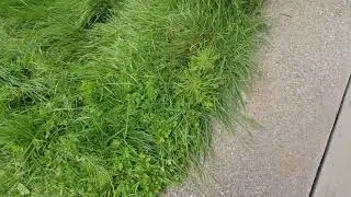 Task Easy Review **don't do it** lawn care mowing FAIL