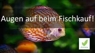 10 Dinge die ihr beim FISCHKAUF beachten m&uuml;sst!!!!