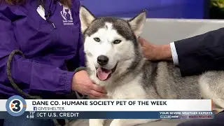 Meet the Pet of the Week: Taylor!