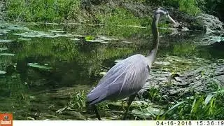 Texas Trail Cam Compilation April 22, 2018