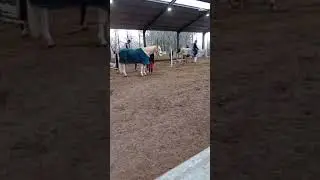 Jumping lessons! #horse #horsesstable #equestrian #pony #jumping #horseriding #bestpony