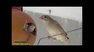 #house #sparrow are in earthen pot #nest