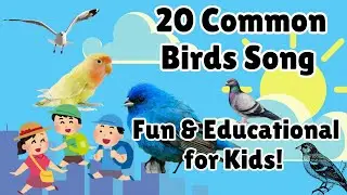 20 Common Birds Song &ndash; Fun & Educational for Kids!