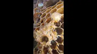 🐜🔥Fire Ants Eating Honey Comb || ♨️Satisfying Video