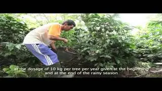 TUTORIAL KOPI GAYO ( ACEH, INDONESIA )
