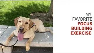 Teaching your service dog to focus around distractions: My favorite focus exercise