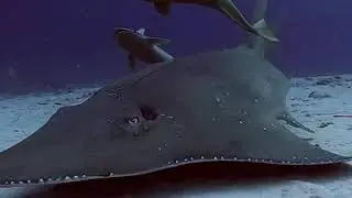 Luxury Yacht Maldives introducing a guitar shark
