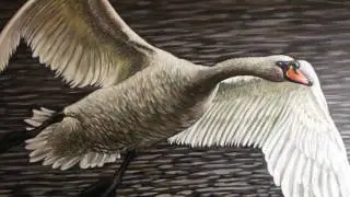 Swan Gliding - Simon Knott - Wildlife Artist