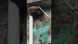 Honey Collecting at Worksite Process