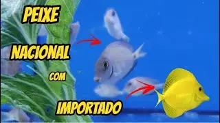 Peixes Nacionais no Aquário Marinho. É possível ???