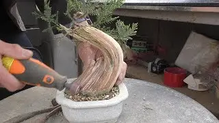 枯れ木に這わす真柏