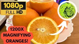 Exploring the Microscopic Wonders of an Orange under 1200x Magnification with Color Filters!