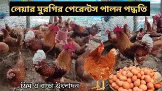Layer chicken farming method | Layer rooster | Layer chicken farm | Layer chicken farm.