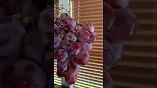 Yummy Grapes 🍇
