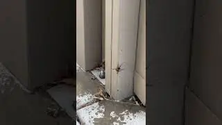 Ortho home defense bug spray vs spider 🕷️ #spider #bugspray #ortho #insects #outdoors
