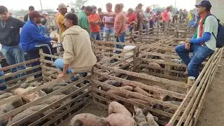Feira de porco/Ovino Cachoeirinha-PE 29/01/26