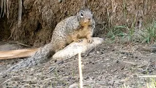 A Delightful Squirrel Perched On A Rock - DownBurst Media