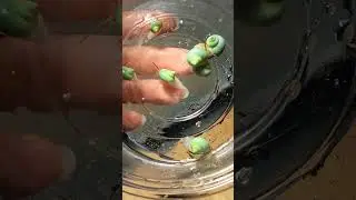 アオミオカタニシ✨