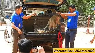 Hot News ! Congratulation Welcome Back Fatty Monkey Sweetpea After Treatment His Healthy Is Good❤❤😊😀