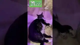 How to make a cat pie with Porkchop the cat
