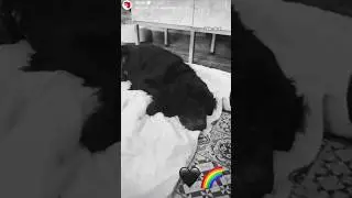 Niestety nie zdążył znaleźć domu 🖤🌈 #goodbye #dog #dioz #info