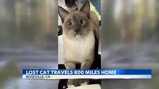 Family reunites with cat who traveled hundreds of miles to find them