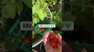 Hope there is more to come! #containergardening #desertgardening #garden #zone9b #gardening