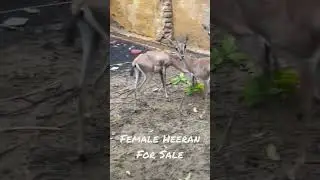 Female Heeran For Sale Wild Animal Contact No 0305-4880810
