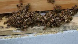 Bees React to Their Own Comb - Season 1, Episode 21